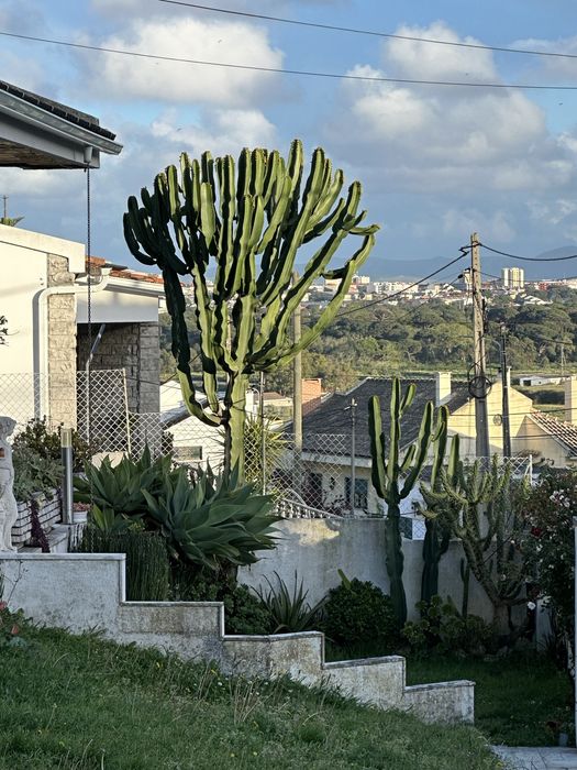 Catos muito exuberantes para venda