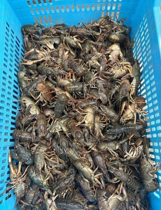 Продам свіжи раки оптом вид 5 кг