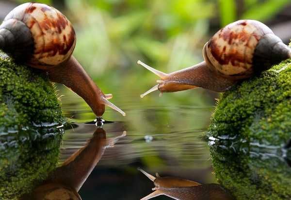 Мох свежий для улиток дешево 24 грн