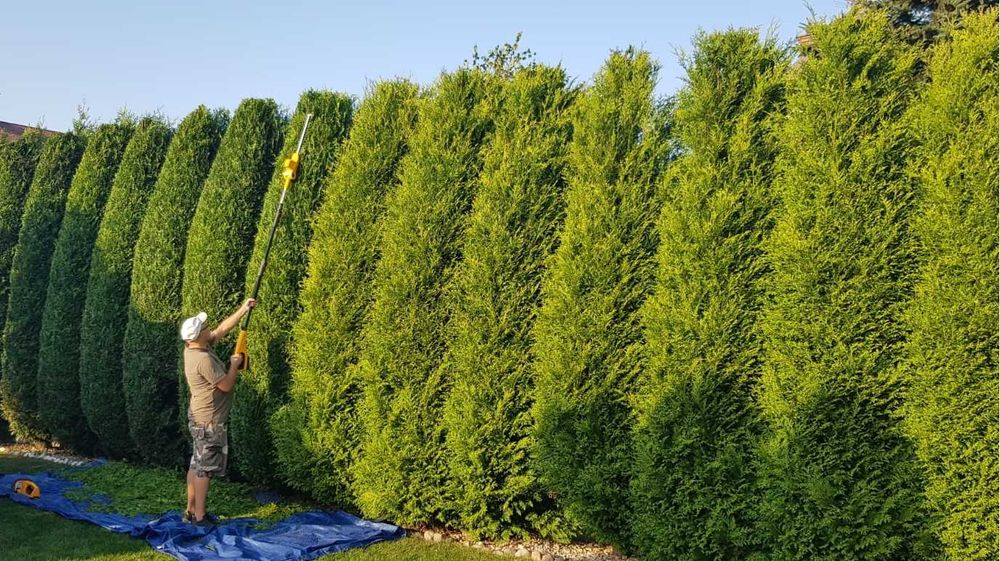 Usługi Ogrodnicze Trawniki Cięcie Przycinanie Thui Tuje