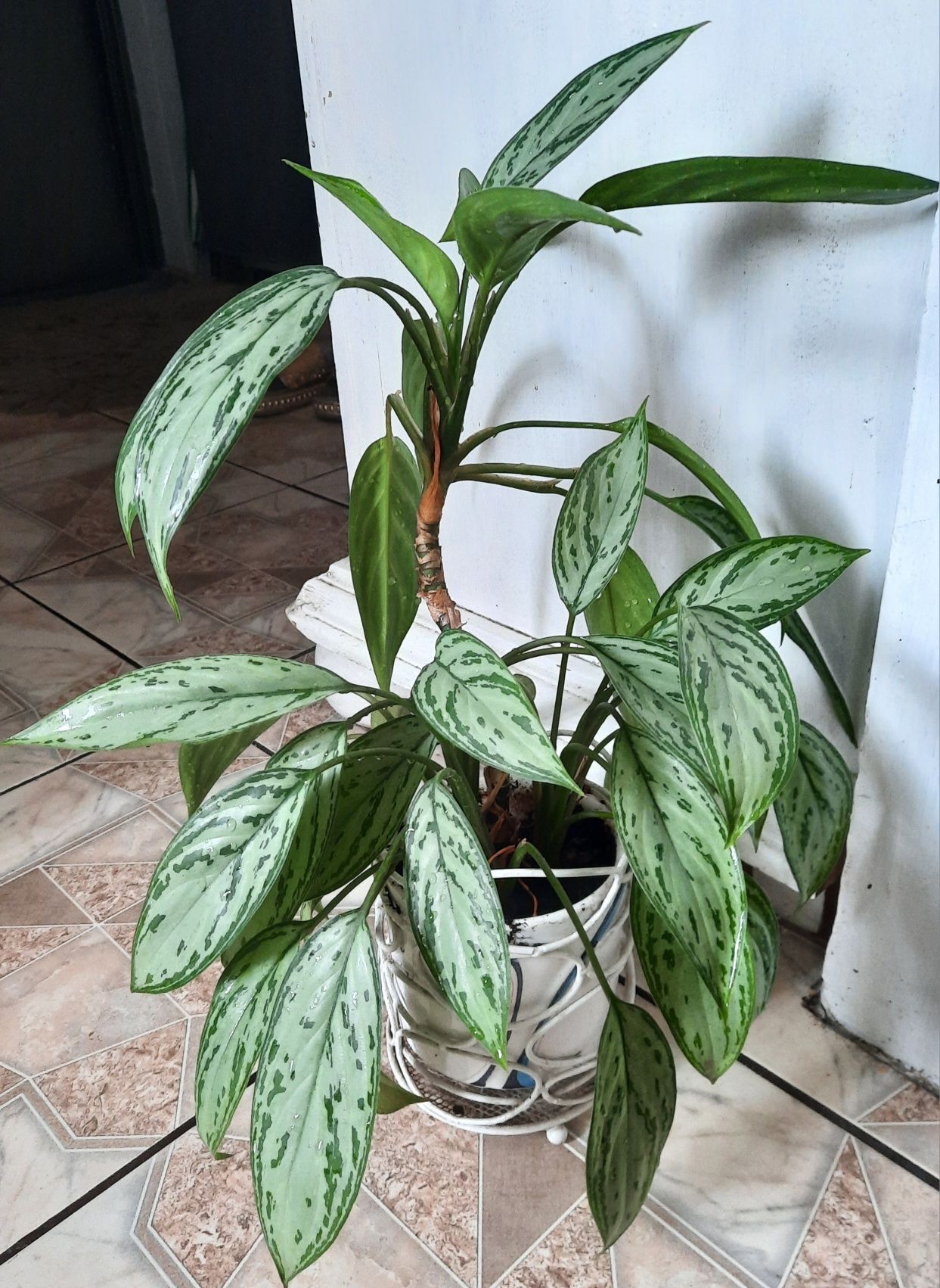 Aglonema Silver Queen duży  ładny kwiat doniczkowy Aglaonema