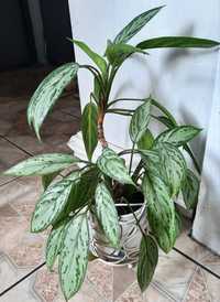 Aglonema Silver Queen duży  ładny kwiat doniczkowy Aglaonema