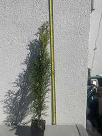 Thuja szmaragd 60cm