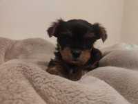 Yorkshire Terrier Biewer