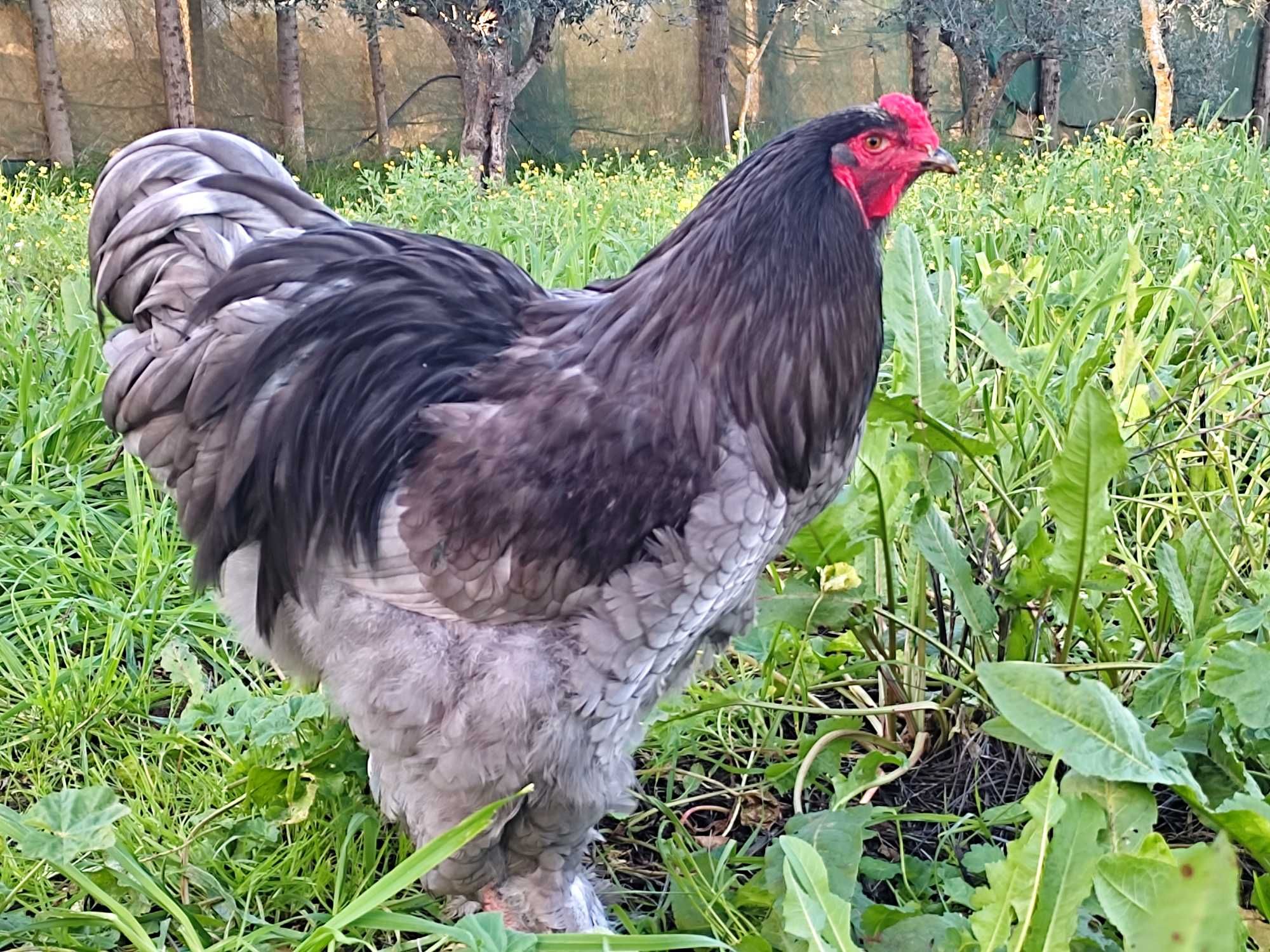 Galinhas de várias raças