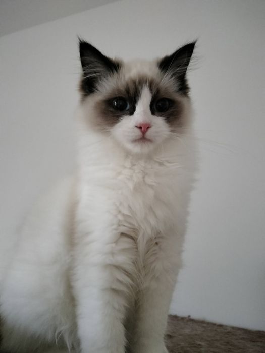 Sprzedam kotkę rasy Ragdoll
