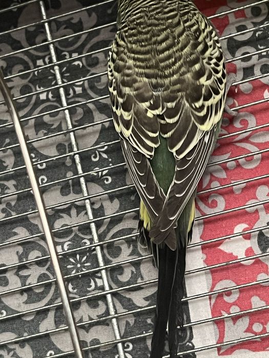 Zamienię samicę papugi falistej na samca - możliwa dopłata