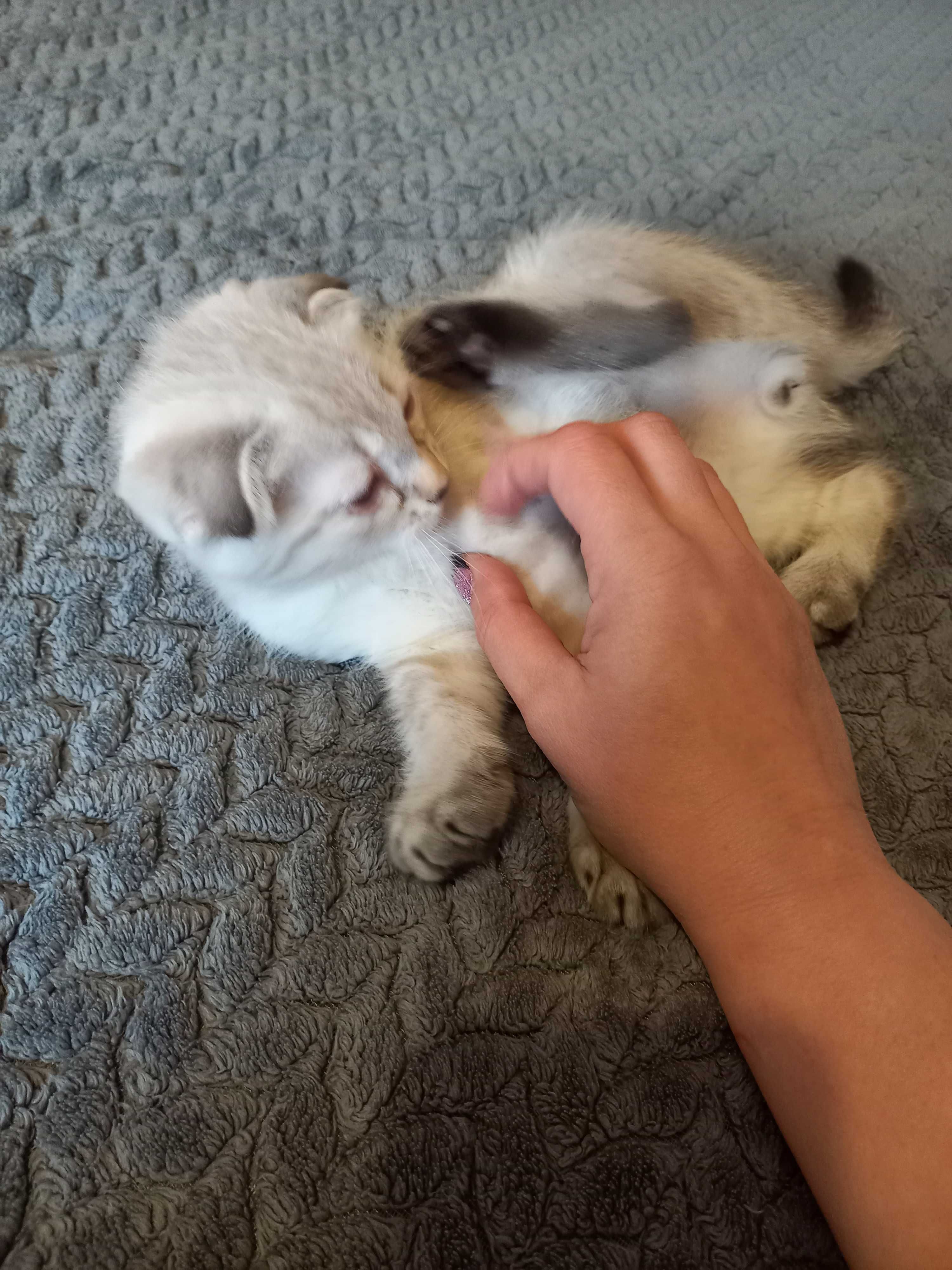 Шотландський висловухий,блакитноокий красень