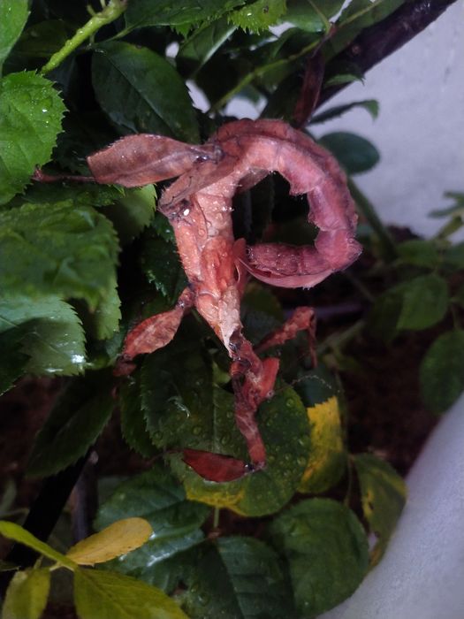 20 sztuk jajek straszyka australijskiego