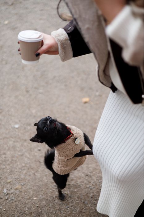 Кобель чіхуа хуа шукає наречену