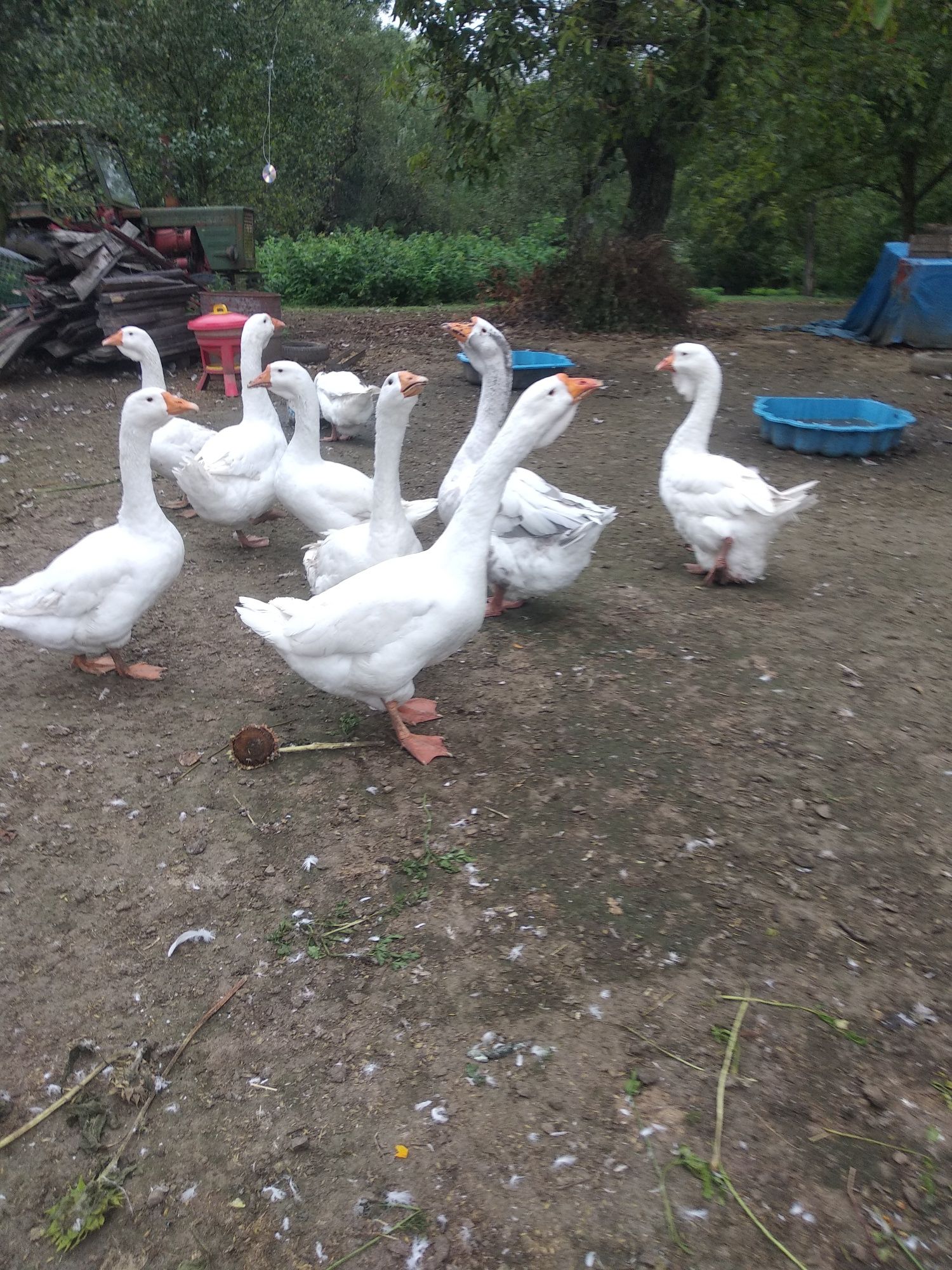 Gęsi chołmogory,kaczorki call duck, biegusy