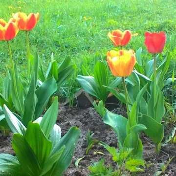 тюльпани червоні, рожеві, з жовтою каймою