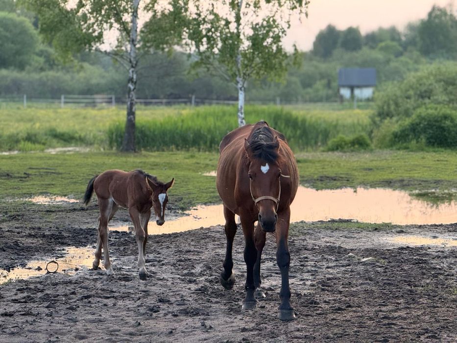 Klacz śląska Elita po licencjonowanych rodzicach odsadek