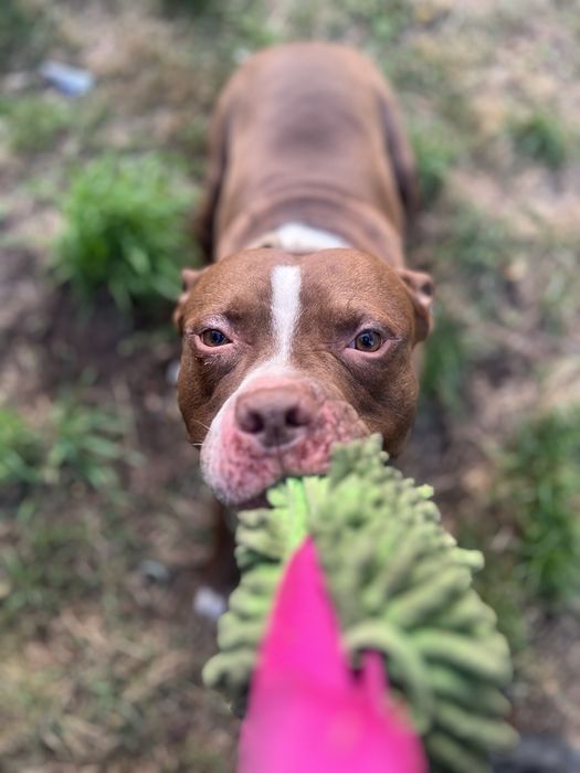 Floki szuka domu! pitbull do adopcji