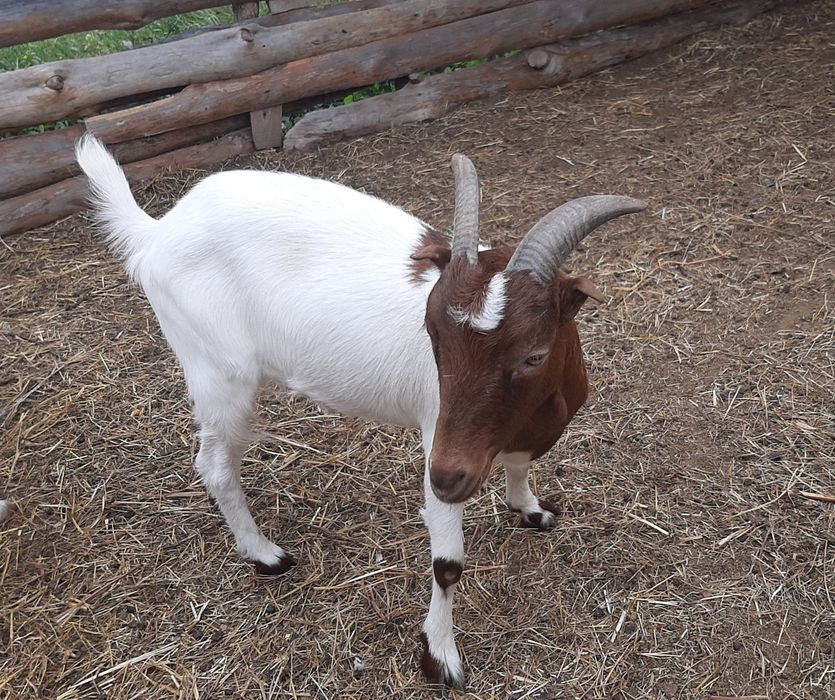 Молодая коза.  Козы. Бурская с ламанчей.