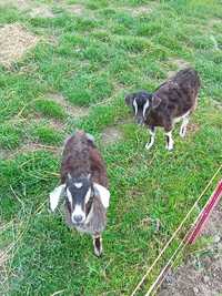 Kozy miniatura koza i cap