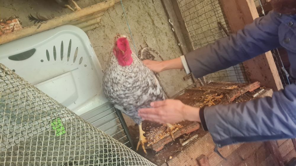 Galo Cream Legbar puro