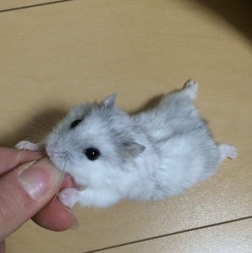 Хом'як джунгарик