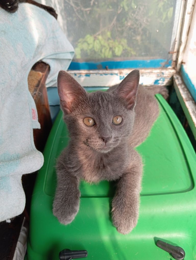 Котёнок девочка 2.5 месяца