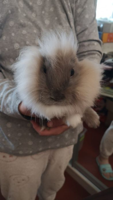 Декоративний кролик в добрі руки