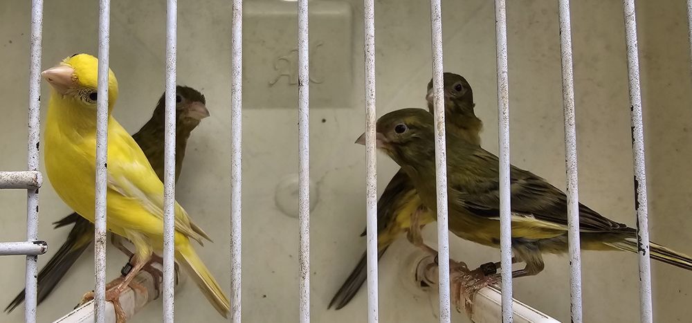 Espanholinhas miniatura 2025