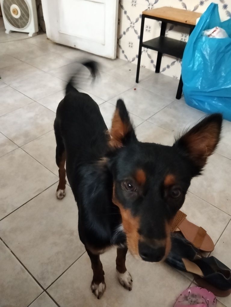 Dou cadela para adoção