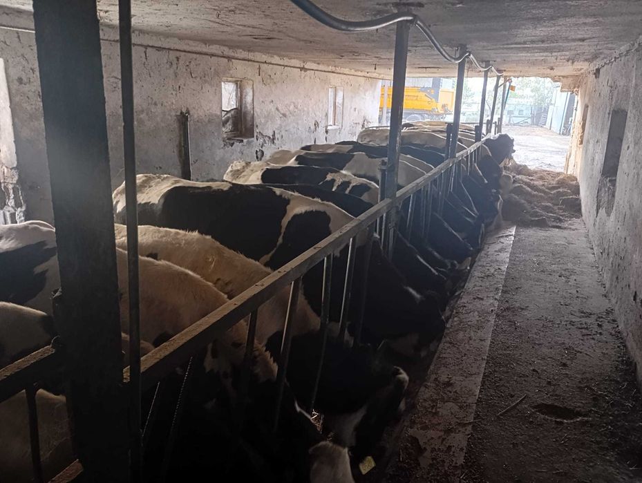 Krowy-pierwiastki-jałówki 18 szt