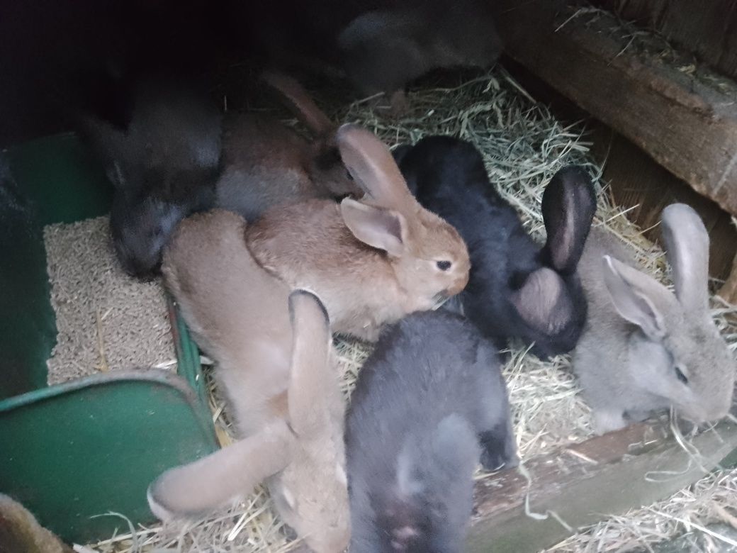 Króliki młode oraz samice z młodymi i zakocone