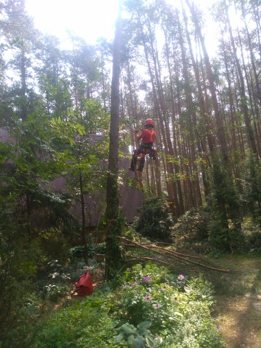 Drzewo drewno liściaste kominkowe  opałowe ksawerów Aleksandrów Łódź