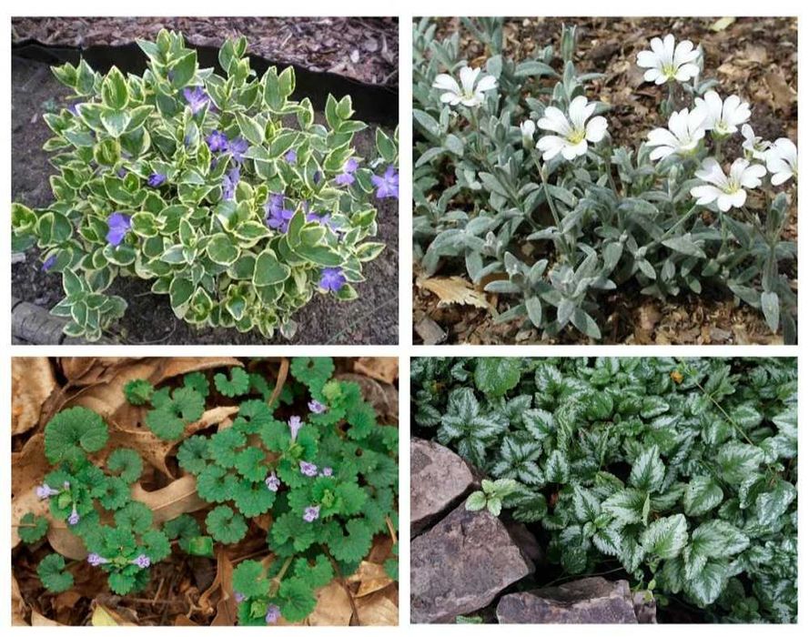 Садовые растения. Почвопокровные. Вечнозелёные. Пестролистные