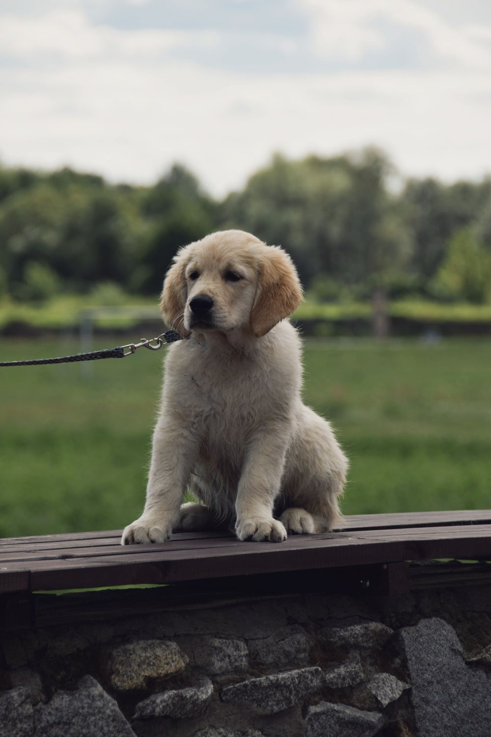 Golden Retriever ZkwP