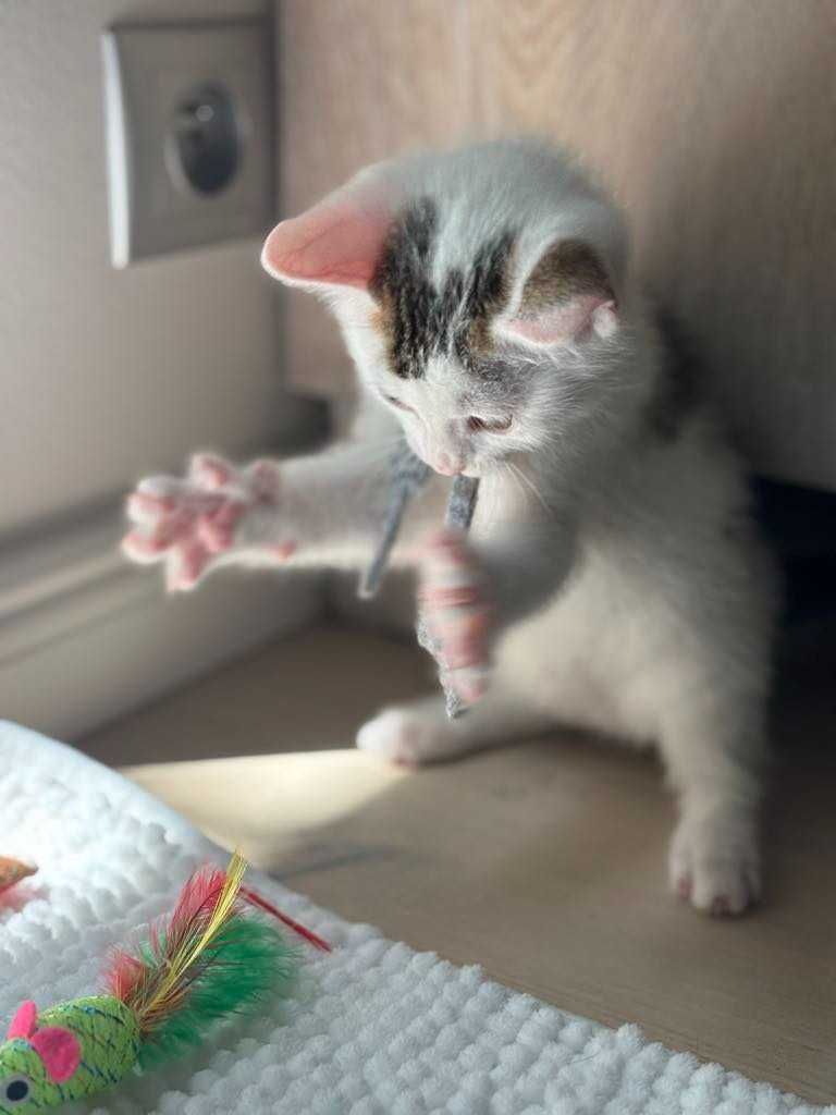 Malutka koteczka do adopcji