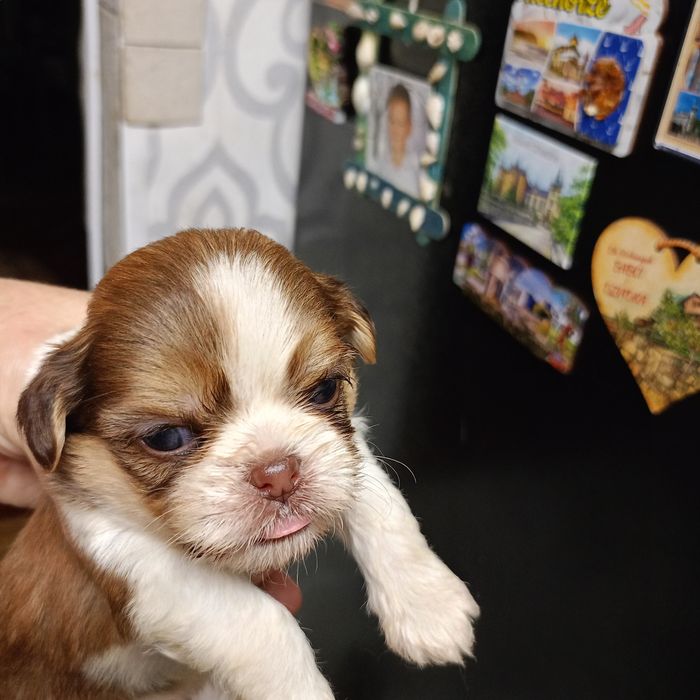 Piesek shih TZU z rodowodem