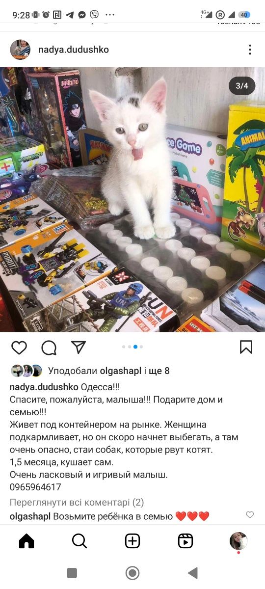 Котенок ищет дом