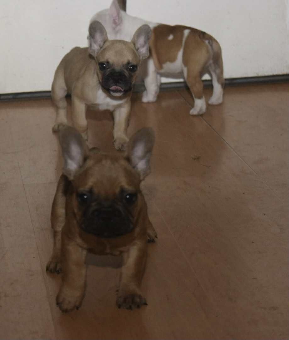 Buldog francuski piękny chłopak