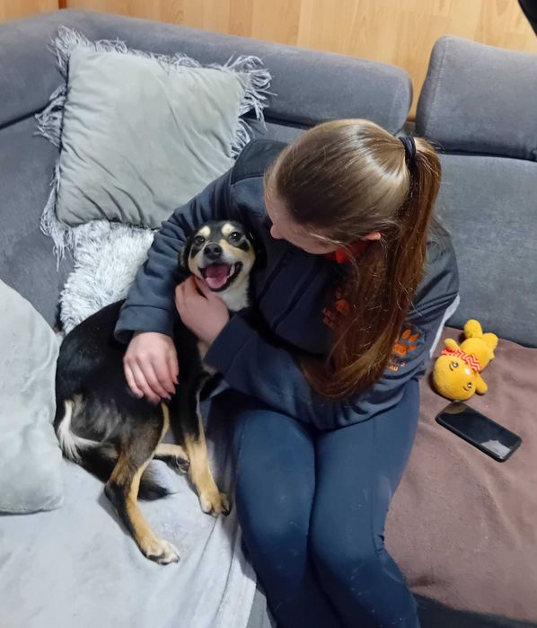 IVA - 11kg, 2 latka, łagodna, lubi koty, cudowna {FILMIKI}