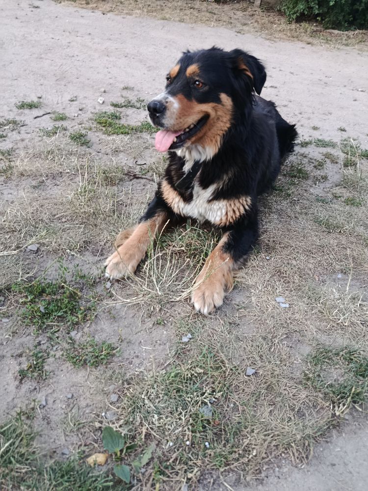 Oddam psa typ berneński
