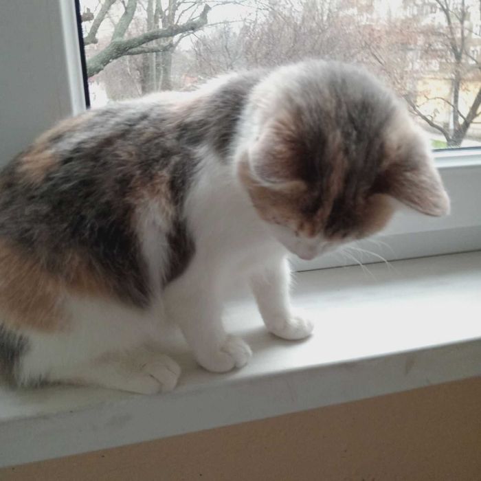 Віддам в добрі руки