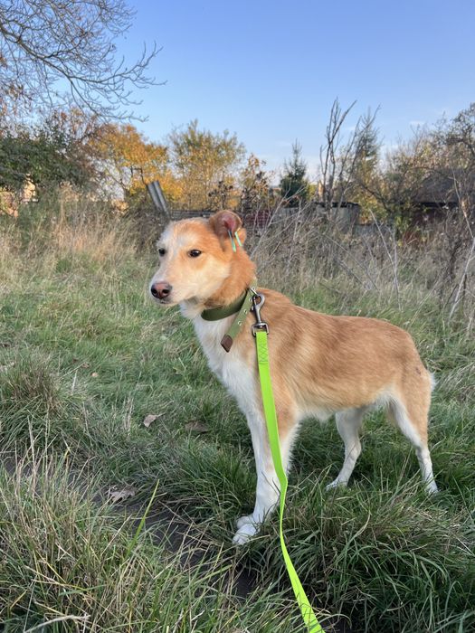 Стерилізовані дівчатка 8 місяців шукають родину!!!