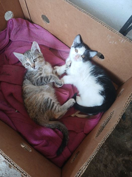 Gatinhas para doação