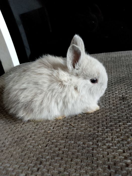 Króliczki miniaturki