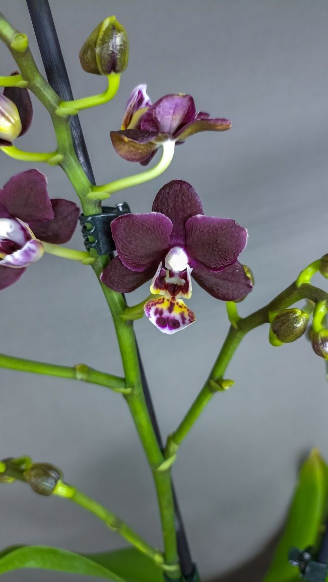 Фаленопсисы. Орхидеи