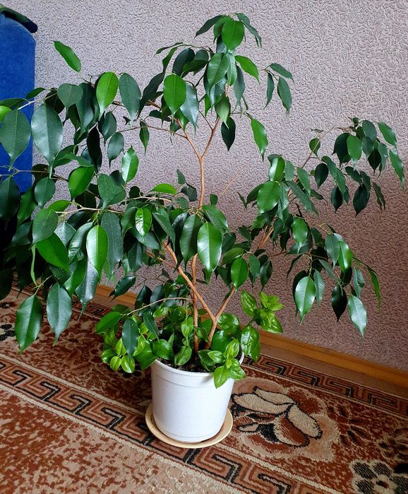 фікус, монстера делікатесна