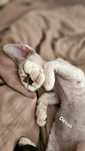 Devon Rex Kocurek, Point