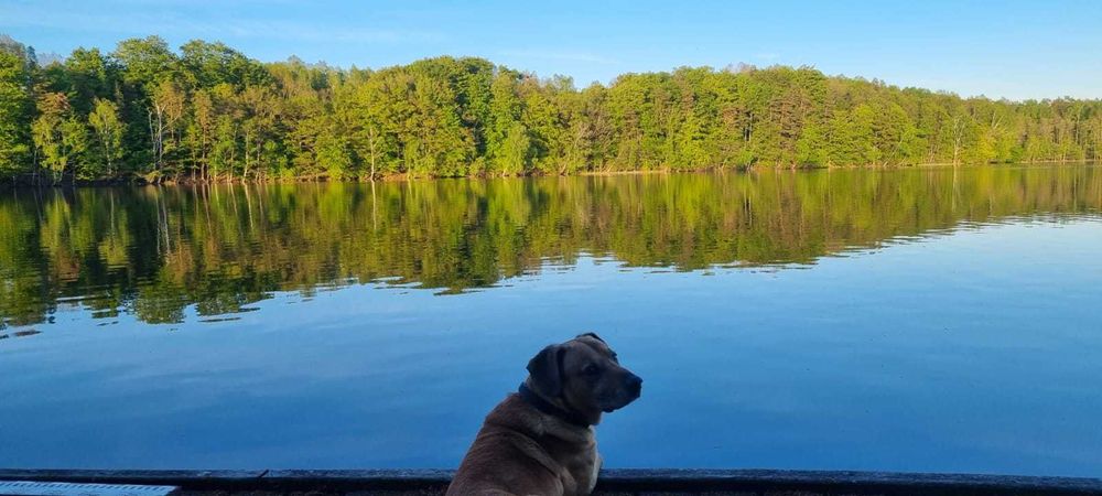 Drewniany domek z kominkiem, ładnym widokiem na jezioro, klima,