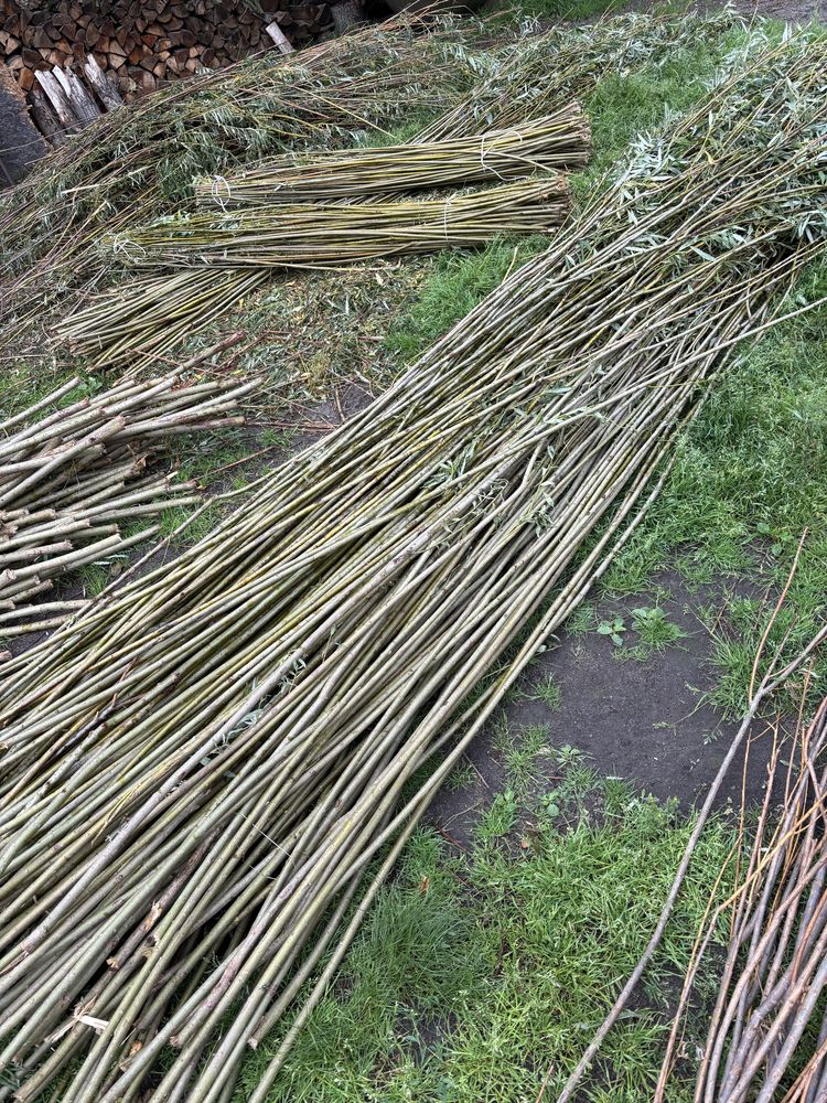 Wierzba energetyczna podkładka do do szczepień z wierzby (sadzonka)