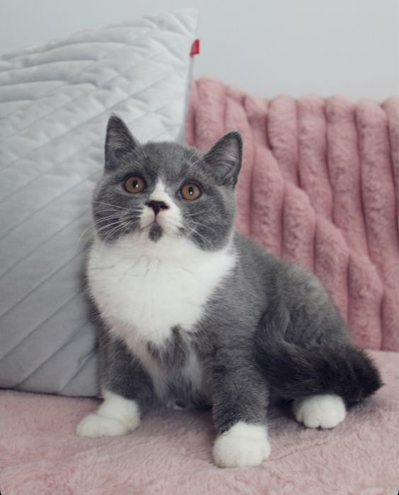 Kot brytyjski- fpl rodowod miedzynarodowy- gorowy do zmiany domu