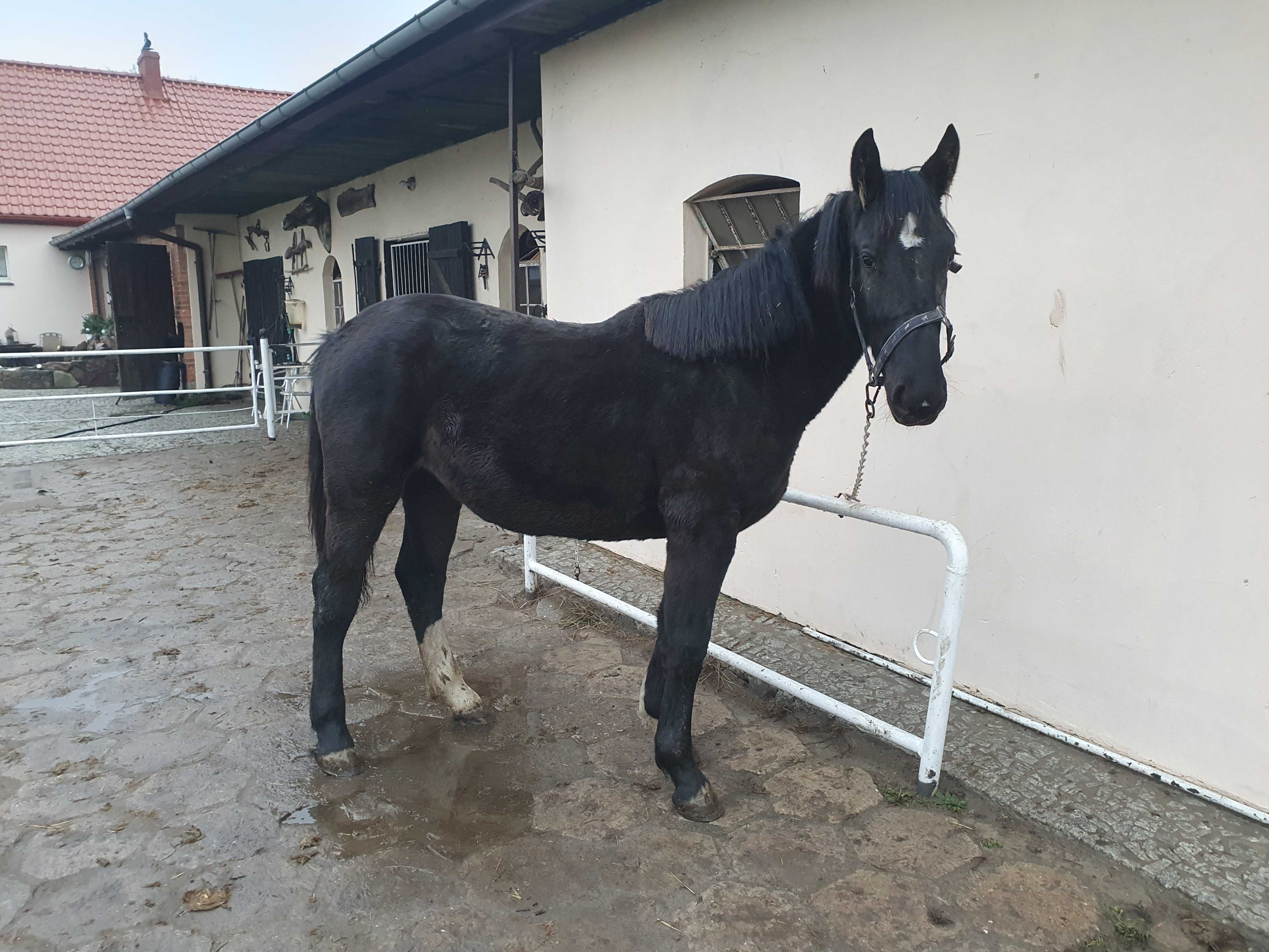 Klacz kara Śląska 2 lata  kobyła koń klaczka