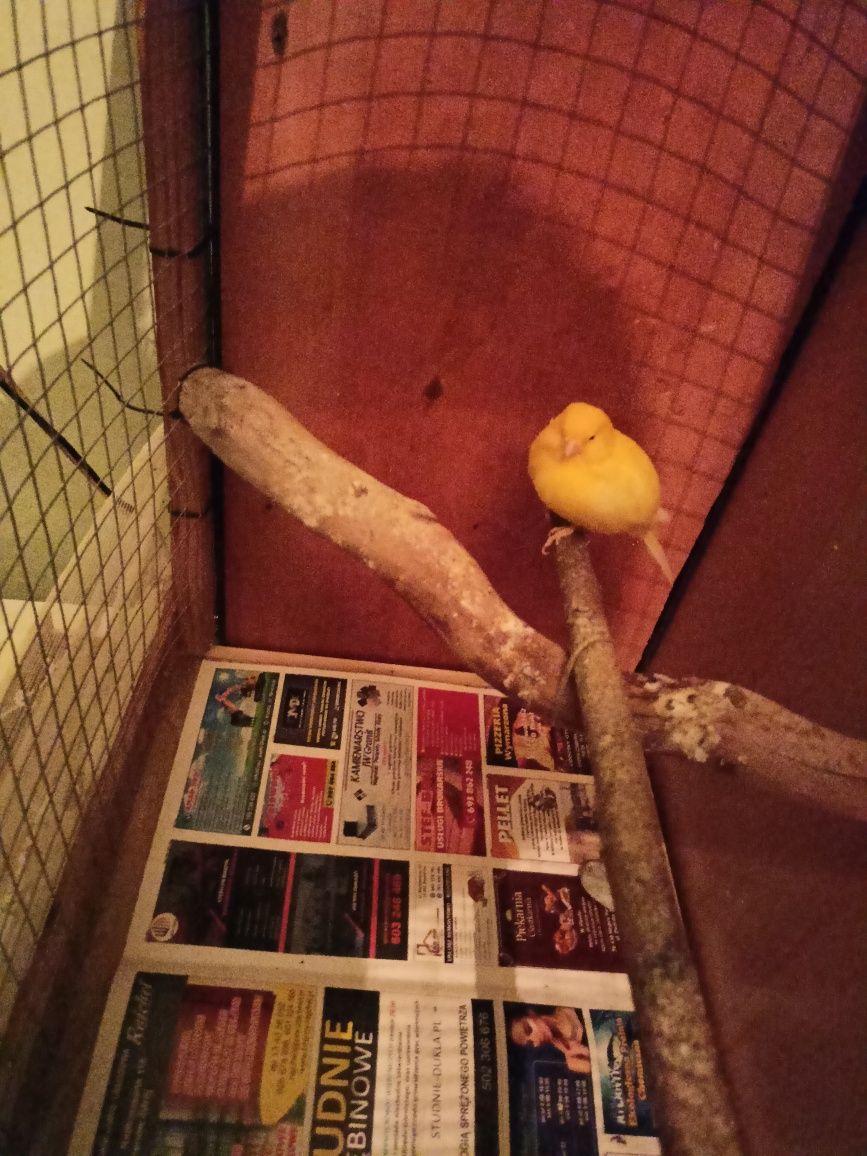 Kanarek samiec żółty