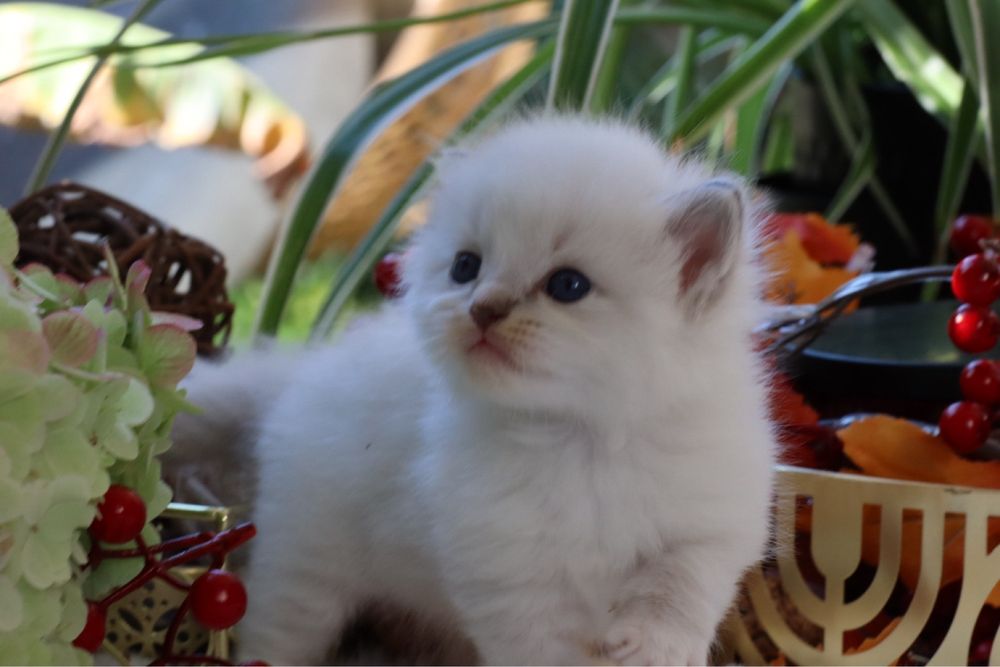 Kocurek  Diego Ragdoll. Rodowod FPL